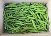 햇 완두콩 껍질콩 산지직송 제철완두콩 2kg, 1개 : 예준농장