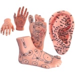 경혈 반사 마사지 모델 손 발 귀 건강 관리 중국 교육 도구 청소년 1. 15cm 침술 손 왼쪽 1개 : 유니버셜픽22호점