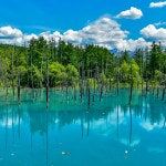 준페이 자동 예약확정 삿포로 후라노 비에이투어 일일 버스투어 홋카이도 : 흰그림자투어 주식회사