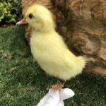 유라시아 영덕 표본 박제 교육  장식 1 개 : 퓨처성운상사