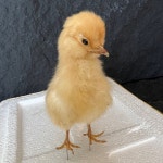 1-10개 유라시아 병아리 표본 인형(교육용/장식용/수제) : 퓨처성운상사