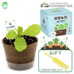 [식물영양제증정]팜팜농장 모종키우기 상추 / 새싹기르기 화분재배 상추키우기 : munguclub