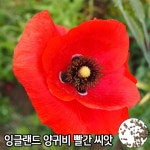 잉글랜드 양귀비 빨간 씨앗 500알 양귀비 씨앗 빨간색 자람종묘 : 와이지알씨