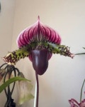 [루반정원]희귀식물, 희귀품종, 동서양난,  Paph. Doya You Beautiful : 루반정원