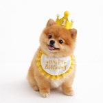 렛츠독 고양이 강아지 생일 파티 DIY 숫자 고깔 모자 목걸이 촬영 소품 왕관 세트 : 렛츠독