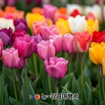 신안 임자도 튤립축제 부산출발 버스 패키지 여행 : 뉴강남여행사