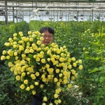 레몬빛 생화 웨딩인바이트 농장직송 절화장미 신선하고 예쁜 장미꽃배달 생일 기념일 선물 : 부전장미농장