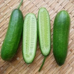 다이어트 간식 미니오이 500g/1kg 신선포장 저칼로리 건강 간식 체중조절 스낵 : 맛있는 준이네 과일