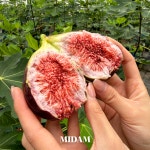 고당도 무화과 생무화과 홍무화과 26년 수확 영암 무화과 : 미담상회