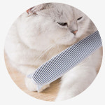 OH 그루밍 고양이 브러쉬 : 하우스잇 HAUSIT