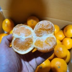 카라향 고당도 제주감귤 2.5kg 4.5kg 9kg : 쭌이아방감귤농장