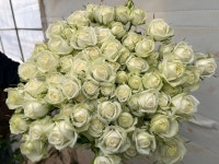 생화택배 장미한단 농장직송 미니장미 오도랑트 이벳  비포선셋  럭키플로우 홀리 브리트니  코로네이션 양 우피 밀키웨이 라비에 : 한솔장미