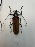 루조나대왕하늘소 초대형 한쌍 Macrophysis luzona : TheZoo 더쥬 파충류샵