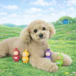 +아스쿠간식 스페푸 생육부심 가수분해 강아지 사료 황태+소간, 1kg, 1개 : 견생혼