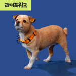 [강형욱X퍼피즈] 퍼피즈 어드벤처 목줄, 강아지 하네스 목줄 산책줄 : PPZ