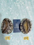 (여름복날맞이/할인/무료배송)  VVIP 완도전복  6미 2KG(10-12마리... 1KG 보다 더 할인해요 (원산지:국내산 완도) : 어업회사법인 천지가전복