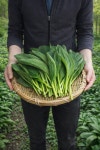 강원도 홍천 석화산농장 생명이나물(산마늘) 대명이 1kg 12,000, 잎명이 1kg 16,000원 : 석화산 농장