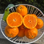 제주오가네농장 고당도 프리미엄 카라향 3kg 5kg 합배송 전국택배 : 오가네농장 제주