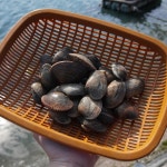 산지직송 고흥 제철 해감 바지락 1kg 국산 생물 조개 : The소담