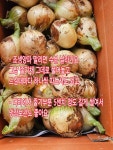 줄기양파 3kg 직접농사 : 금수농장