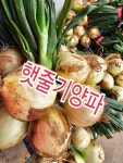 줄기양파 3kg 직접농사 : 금수농장