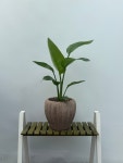 여인초 65cm 공기정화식물 (화분 미포함) : 언덕배기 꽃식물원