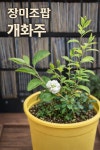 장미조팝 개화주 2년생 화분 노지월동 꽃나무 정원 식물 : 동작골 노래꽃피는집