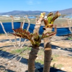 최상급 두릅, 자연이 키운 가시없는 두릅 전국 최저가 판매, 당일채취 산지직송 : 황산벌 계백농장