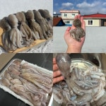 엄마들푸드 제철 선동 꽁꽁 활 낙지, 쭈꾸미 1팩 냉동 암수랜덤 냉동 주꾸미 : 주식회사 더블엠