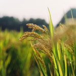 [산지직송] 밀키퀸 쌀10kg 밥맛 좋은 프리미엄 쌀 : 영일농장산지직송