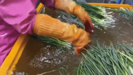 전통식품 국내산 전라도에서 주문 즉시 담는 파김치 1kg : 놀부농산