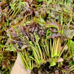 산나물 모음 생고사리 고비 옻순 명이나물 가시오가피 신선초 원추리 돌미나리 쑥부쟁이 가죽나물 : 라라네농장