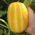 해송 참외 모종 주말농장 텃밭용 : 달로마켓