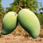 그린망고 께오 깨오 베트남 초록 망고 수입과일 선물 3kg, 1개 : 마트대통령