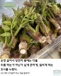 순창 구림면 농장 직거래 참두릅 옆순 두벌순 노지 참두릅, 봄나물, 두릅 순한식탁 : 순창  순한식탁