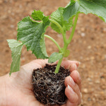 해송 참외 모종 주말농장 텃밭용 : 달로마켓