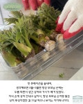 순창 구림면 농장 직거래 참두릅 옆순 두벌순 노지 참두릅, 봄나물, 두릅 순한식탁 : 순창  순한식탁