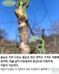 순창 구림면 농장 직거래 참두릅 옆순 두벌순 노지 참두릅, 봄나물, 두릅 순한식탁 : 순창  순한식탁