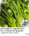 순창 구림면 농장 직거래 참두릅 옆순 두벌순 노지 참두릅, 봄나물, 두릅 순한식탁 : 순창  순한식탁