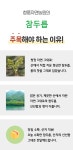산지직송 1kg 참두릅 [당일수확 / 당일출고]  청정지역에서 재배된 봄의 보약 참두릅 1kg, 1개 : 청풍자연농원