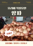 당일경매 국내산 양파 신선한 양파 경매후바로발송 요리용 가정용 다용도채소 : 오케이농산물센터