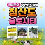 청산도 슬로시티 유채꽃여행 범바위 상서마을 돌담길 서편제촬영지 당일치기 국내버스투어 : 뉴강남여행사