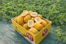참외 성주참외 못난이참외 가정용 10kg 5kg : 에코 푸드