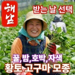 더맛곳간 해남 고구마 모종 4품종 꿀(베니하루카) 호박(호풍미) 밤 자색 고구마순 1세대 우수모종 1kg : 더맛곳간
