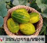 파파야메론/고당도 메론/ 산지직송/ 파파야멜론 10kg, 1개 : 화니미야농장
