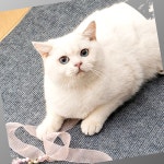 고양이 스크래치 패드 실내용 스크래처 가구 스크래쳐 : 가치업플레이스