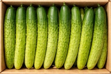 백오이지 백다다기 피클용 국내산 특품 최상품 업소용 가정용 1kg 2kg 5kg 10kg : 신선한삼촌