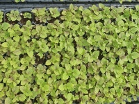 참 좋은 방아 모종 10개 (트레이모종) 배초향모종 : 참 좋은 이기자 농장