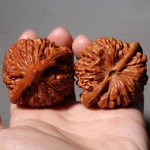 문완 호두 호도 고도 관모 사좌루 41MM용문관모고광택1쌍 40 정선 40MM 모자 A : 러브미미백화점