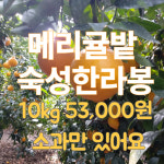 [메리귤밭] 한라봉 고당도 서귀포 위미 하우스 선물 가정 10kg 5kg : 메리제주